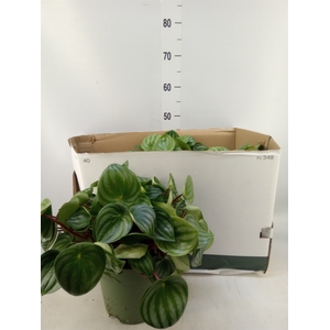 Peperomia argyreia