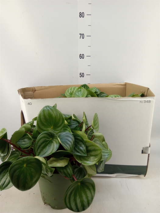 <h4>Peperomia argyreia</h4>