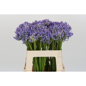 Agapanthus EYFORI Blue