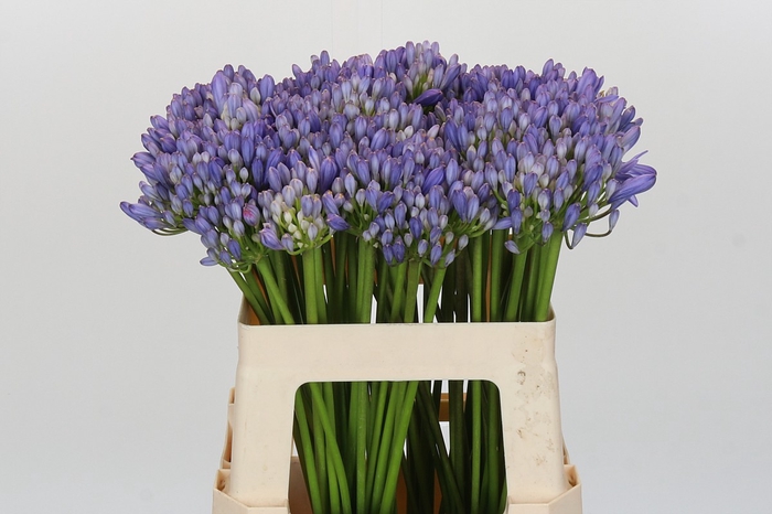 Agapanthus EYFORI Blue