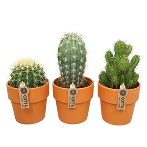 Cactus gemengd