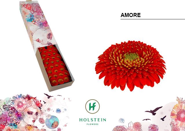 <h4>Germini Pomponi Amore Doos</h4>