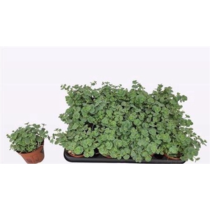 Sedum Sieboldii P8,5