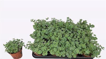 Sedum Sieboldii P8,5