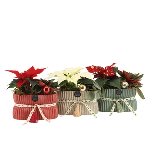 61555: X-mas arrangement