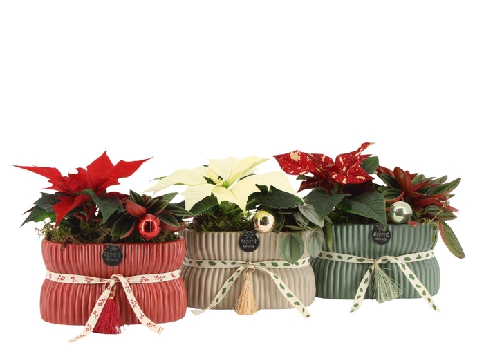 <h4>61555: X-mas arrangement</h4>