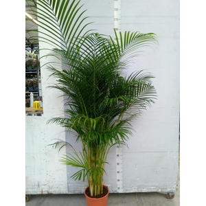 Dypsis lutescens   ...Chrysalidoca