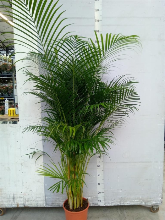 <h4>Dypsis lutescens   ...Chrysalidoca</h4>