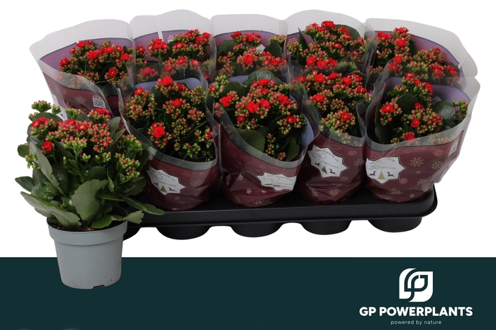 <h4>KAL GE RF NOELLE</h4>