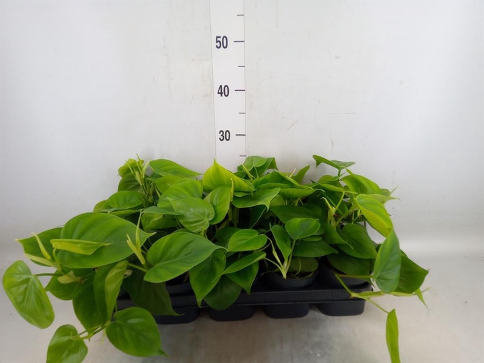 <h4>Philodendron scand.</h4>