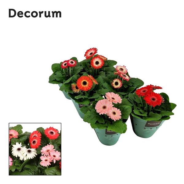 <h4>Gerbera Twister 3+ bl. 12c potcover Decorum Voorjaarmix</h4>