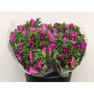 Anem Mistral Hot Pink