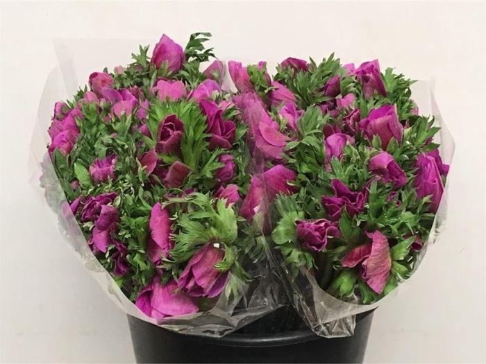 <h4>Anem Mistral Hot Pink</h4>