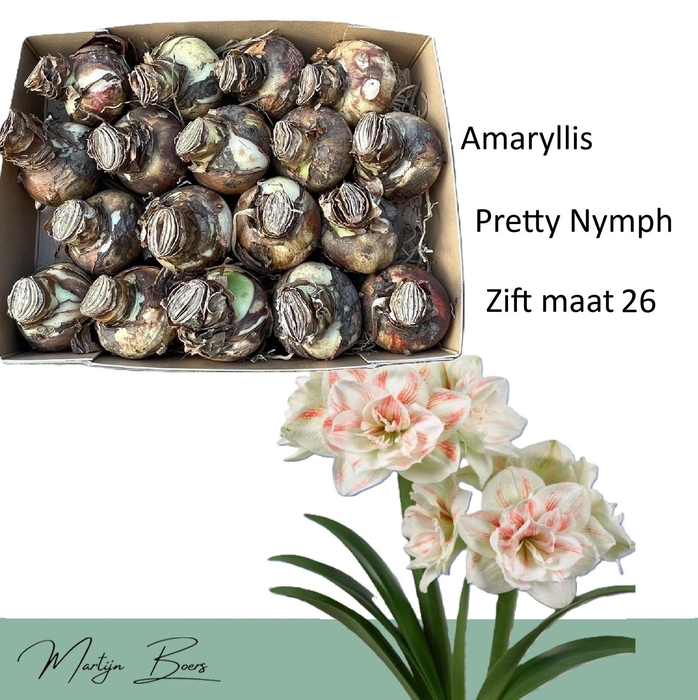 <h4>HIPP DG NYMPH</h4>