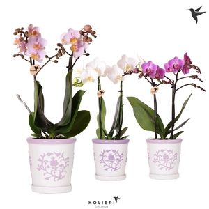 Kolibri Orchids Phalaenopsis mix 2 spike in Malaga pot lila mix