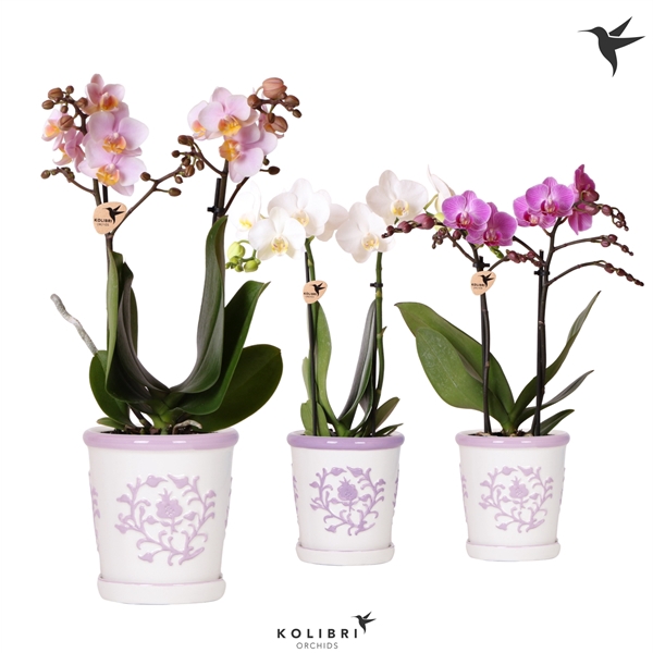 <h4>Kolibri Orchids Phalaenopsis mix 2 spike in Malaga pot lila mix</h4>