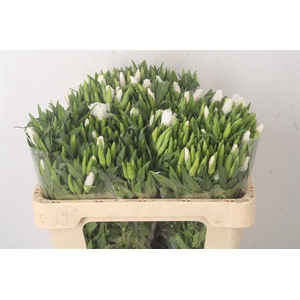 Clarkia Am Gr White
