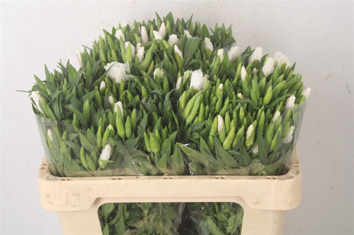 <h4>Clarkia Am Gr White</h4>