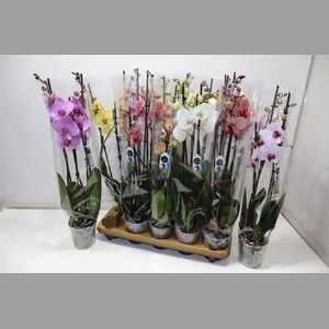 Phal Gem 8 Kl