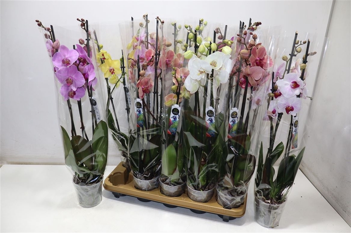 <h4>Phal Gem 8 Kl</h4>