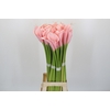 Zantedeschia Eydolls Pink