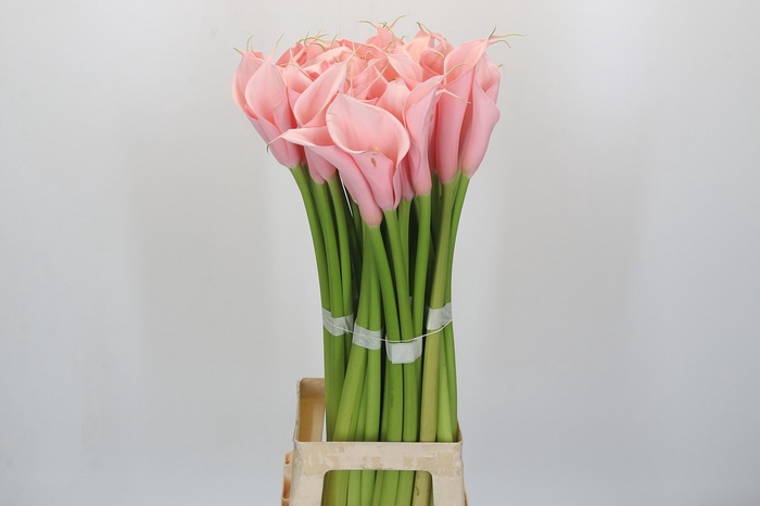 <h4>Zantedeschia Eydolls Pink</h4>