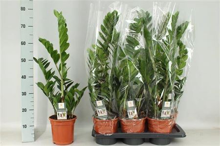 Zamio Zamiifolia