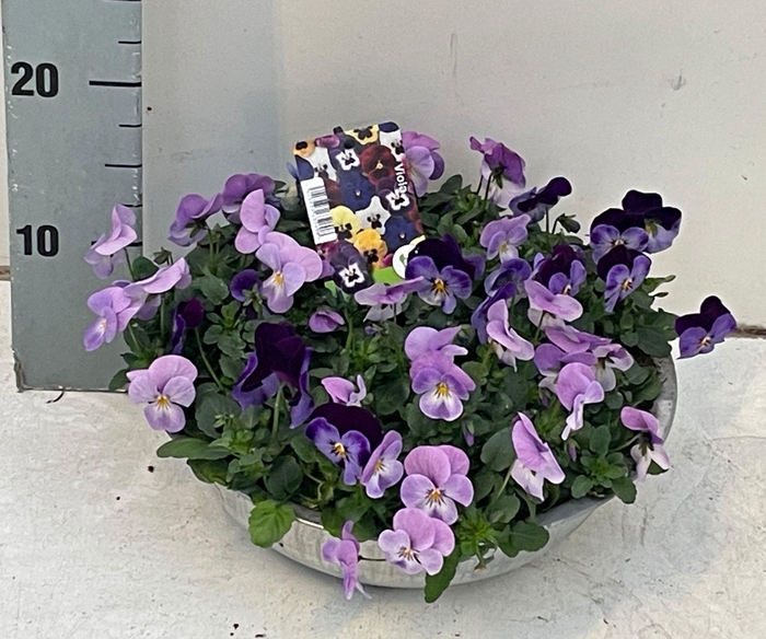 <h4>VIO CO SOR XP GEM</h4>