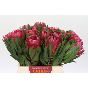 Protea Brenda