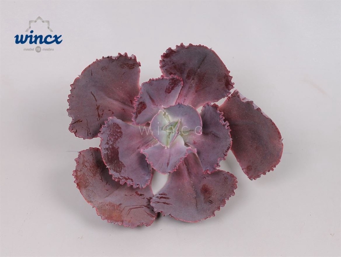 <h4>Echeveria Ov</h4>