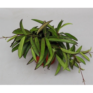 Hoya wayetii