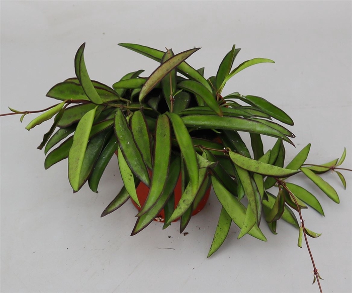 <h4>Hoya wayetii</h4>