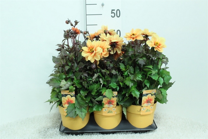 <h4>Dahlia   ...</h4>