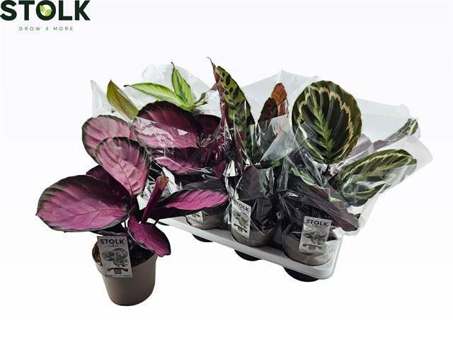 <h4>CALAT GEM 4 SRT</h4>