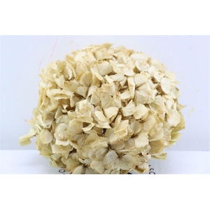 Pres Hydrangea Xl Sand Pcs