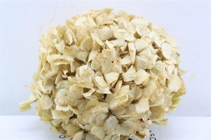 <h4>Pres Hydrangea Xl Sand Pcs</h4>