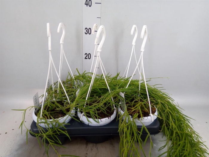 <h4>Hoya linearis</h4>