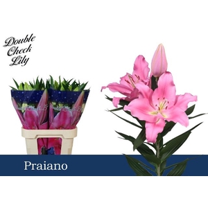 LI OR PRAIANO 3+
