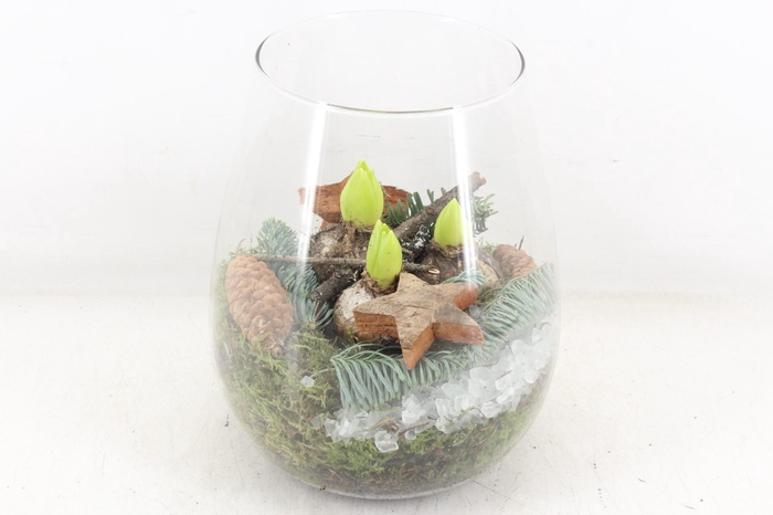 <h4>arr4 Hyacint MB - Roma glas 285/5</h4>