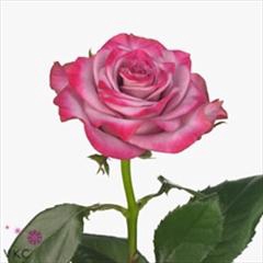 <h4>Rs Deep Purple</h4>