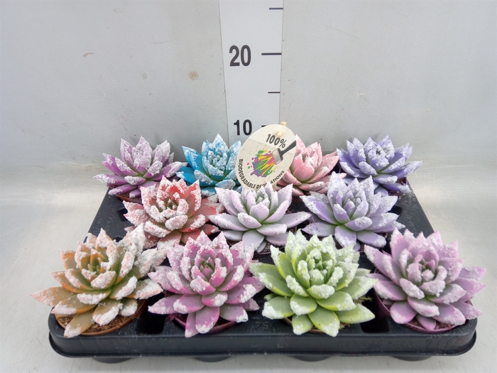 <h4>Echeveria  'Miranda'</h4>