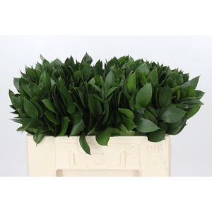 RUSCUS HYPOPHYLLUM