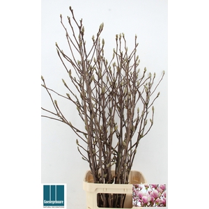 MAGNOLIA GRANDIFLORA