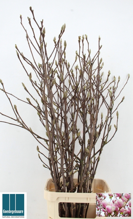 <h4>MAGNOLIA GRANDIFLORA</h4>