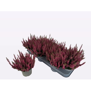 CALLU WIBOS ROT