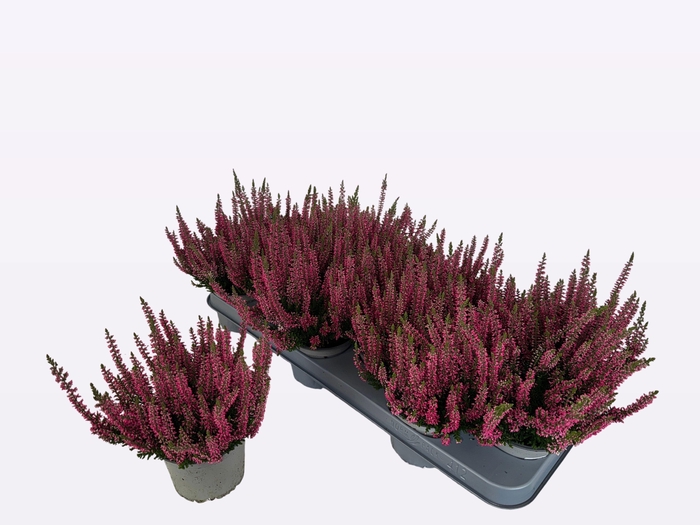 <h4>CALLU WIBOS ROT</h4>