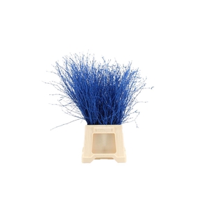 Berk ( Birch ) Blue