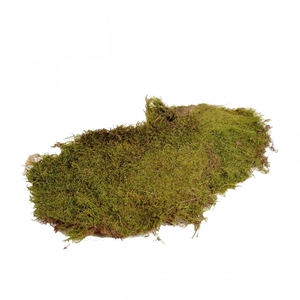 Dried articles Moss 600g