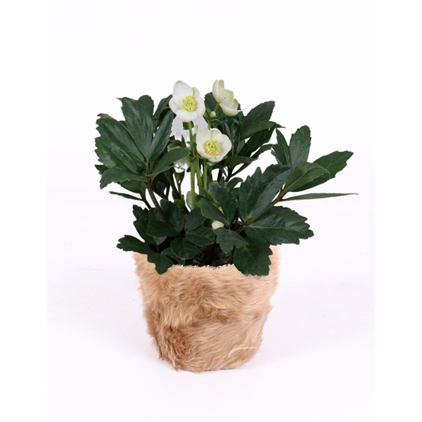 <h4>Helleborus n. Christmas Carol in pot fur</h4>