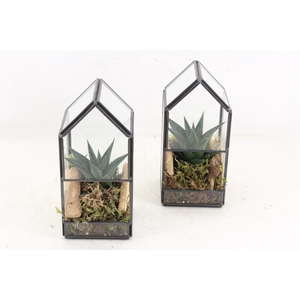 arr3 SN - Glas huis X12